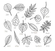 the different leaves and their names