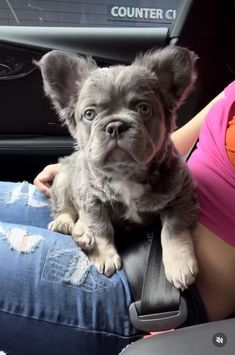 a small dog is sitting on the lap of a woman's lap in a car