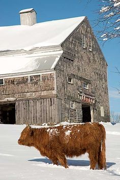 a brown and white cow standing in the snow next to an old wooden barn on a hill