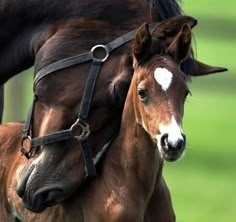 two brown horses standing next to each other