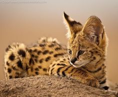 a small brown and black cat laying on top of a rock