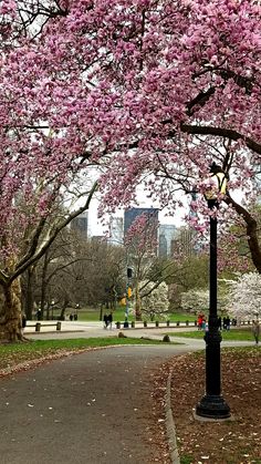 a street light sitting next to a tree filled with pink flowers in a city park