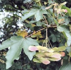 some green leaves and pink flowers on a tree