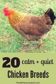 a chicken standing in the grass with text overlay reading 20 calm and quiet chicken breeds