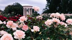 many pink roses are blooming in the garden