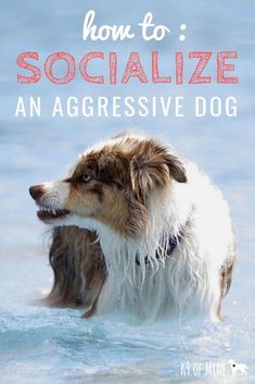 a dog in the water with text overlay that reads how to socialize an aggressive dog