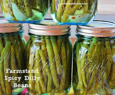 four jars filled with pickled green beans