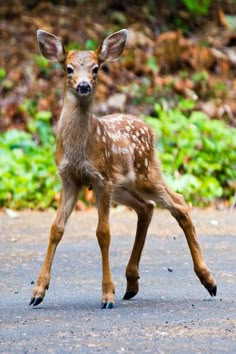 a small deer standing on top of a road