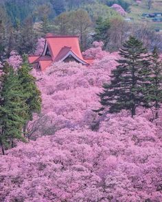 pink flowers are blooming on the trees in front of a red roofed building and green hillside