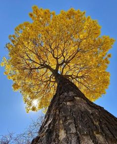 a tree with yellow leaves on it's branches and the sky in the background