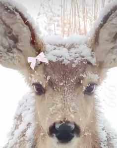 a deer with snow all over its face