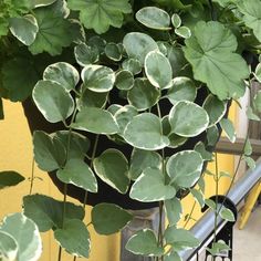 some green plants are growing in a pot