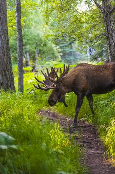 a moose is walking through the woods on a trail