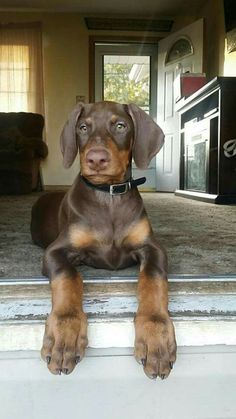 a brown and black dog laying on top of a window sill next to a door