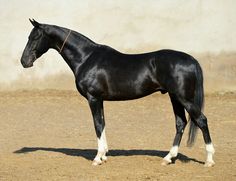 a black and white horse standing on dirt ground next to a cement wall in an enclosed area