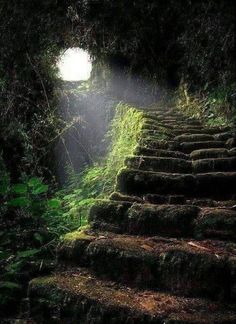 the sun is shining down on some steps in the woods with moss growing all over them