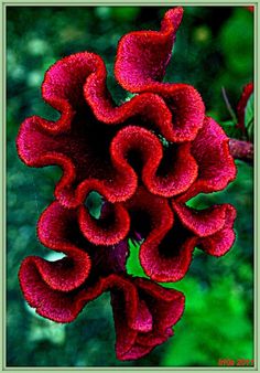 a red flower that is on a branch