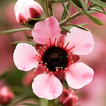 pink flowers with green leaves in the background