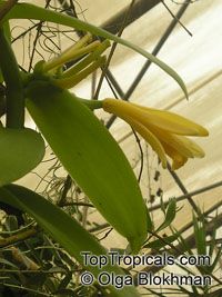 an image of a plant with flowers in the foreground and water in the background