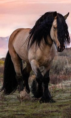 a brown horse with black mane and tail walking in the grass at sunset or dawn