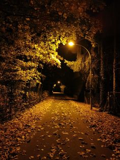 an empty road at night with leaves on the ground