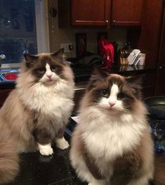 two fluffy cats sitting on top of a counter next to each other in a kitchen