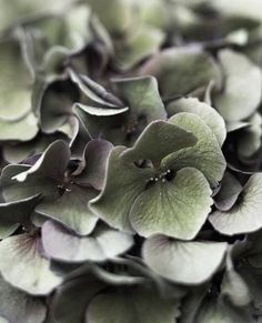 some green and purple flowers are in close up