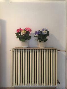 two potted flowers sitting on top of a radiator