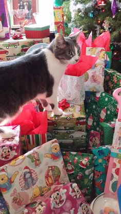 a cat standing on top of many wrapped presents