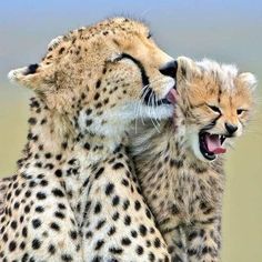 two cheetah cubs playing with each other