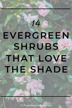 14 Evergreen Shrubs That Love The Shade Shade Evergreens, Evergreen Shrubs For Shade, Shade Bushes, Shrubs For Shade, Foundation Plants, Evergreens For Shade, Kalmia Latifolia, Evergreen Bush