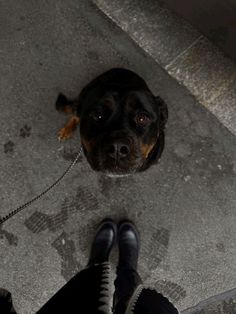 Rotwiller Dogs Aesthetic, Doberman And Rottweiler, Rottweiler Photography, Rottie Puppies, Rottweiler Aesthetic, Black Rottweiler, Baby Rottweiler, German Rottweiler Puppies, Cute Rottweiler