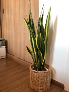 a snake plant in a wicker basket on the floor next to a printer machine