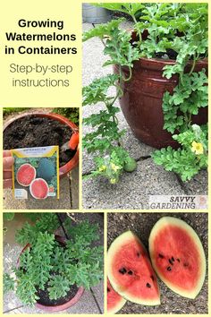 growing watermelons in containers step - by - step instructions