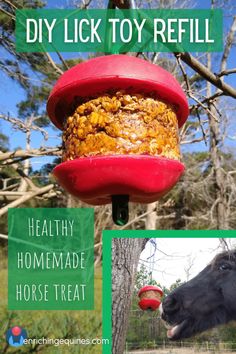 a horse that is eating out of a bird feeder with the words, diy lick toy refill healthy homemade horse treat