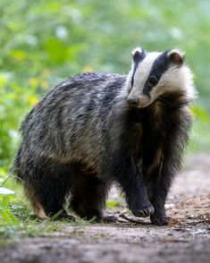 a badger standing on a dirt road next to green grass and trees in the background