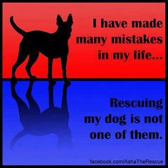 a dog standing in front of an orange and blue background with the words, i have made many mistakes in my life rescuing my dog is not one of them