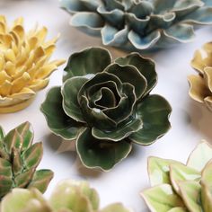 there are many different types of succulents on the table