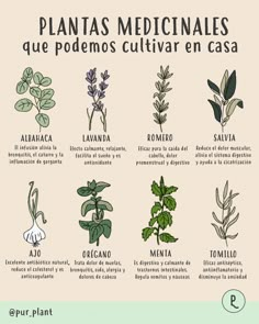 an illustrated poster with plants and herbs in spanish