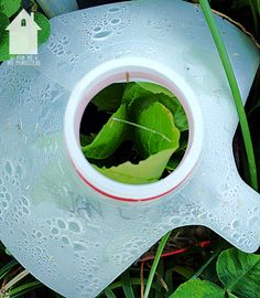 a plastic watering can with water in it sitting on the ground next to green plants