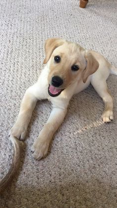 a dog laying on the floor with its tongue out