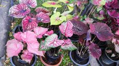 several potted plants with purple and green leaves on the ground next to each other