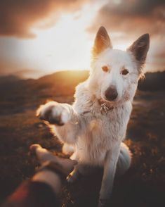 a white dog sitting on top of a grass covered field