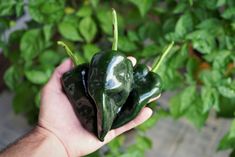 a person holding two peppers in their hand