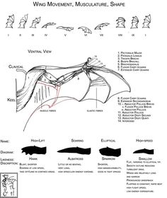 an image of the wing movement, musculature, shape and direction chart