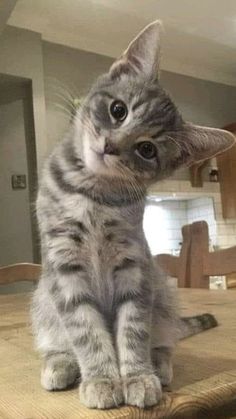 a small kitten sitting on top of a wooden table next to a kitchen countertop