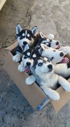 four husky puppies in a cardboard box with the caption i want them all