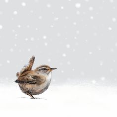 a small bird standing on top of snow covered ground