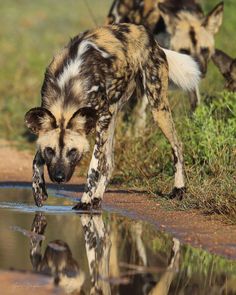 two wild dogs drinking water from a puddle