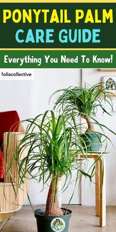 "Ponytail Palm Care, Indoor Plant Care, Succulent Care, Houseplant Care, 
Plant Watering Tips, Plant Sunlight Requirements, Plant Soil pH, Plant 
Pruning Techniques, Plant Propagation Methods, Plant Pest Control" Indoor Plants Pet Friendly, Ponytail Plant, Ponytail Palm Care, Palm Plant Care, Beaucarnea Recurvata, Indoor Cactus Plants, Ponytail Palm, Plant Parent, Inside Plants